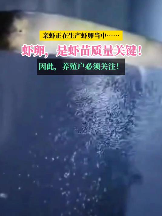 原来好的虾卵,才能产出好虾苗!揭露亲虾是如何生产虾卵的!