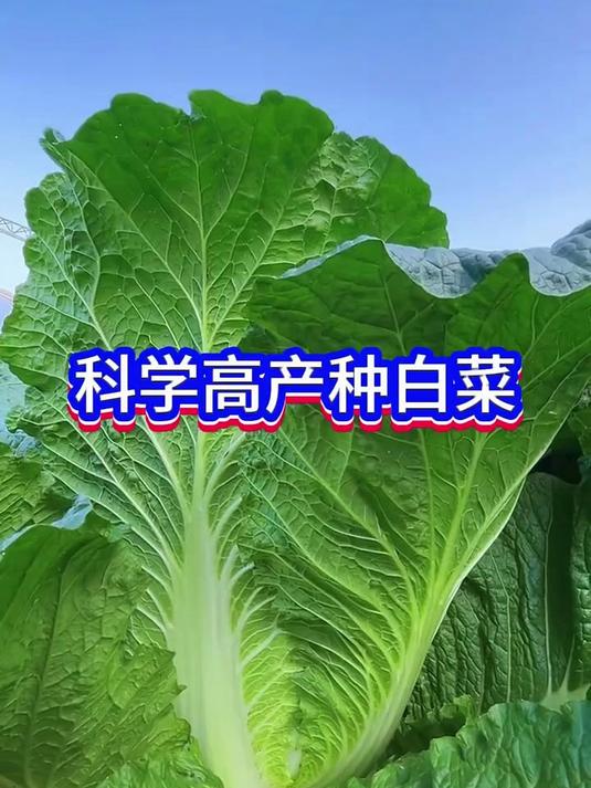 蔬菜种植