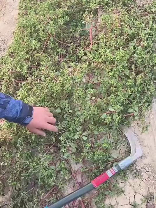割马齿苋是农村常见的野菜之一具有丰富营养价值和药用功效