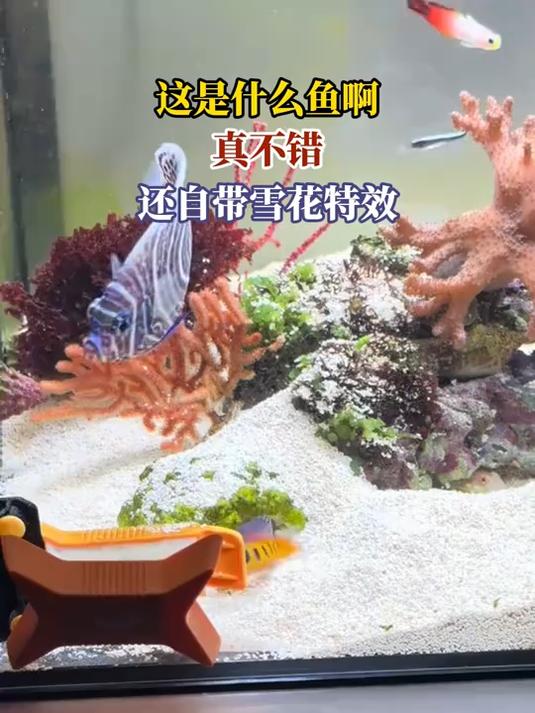 这是什么鱼啊,真不错,还自带雪花特效
