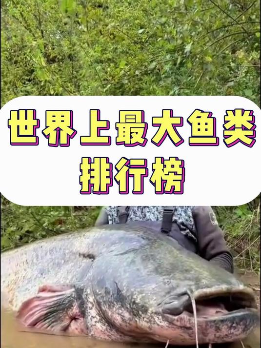 世界上最大鱼类排行榜
