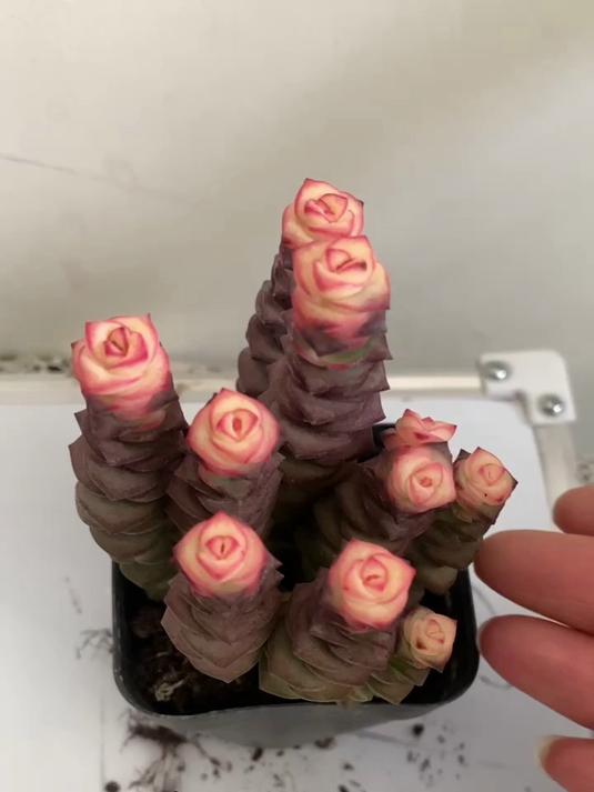 多肉钱串子小苗养护做好这1点,长势更快