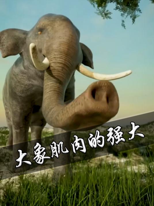 大象的肌肉约有10万块,是我们人类的160倍