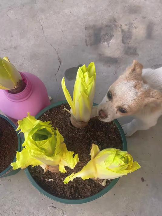 种下7天就出芽,金玉兰耐涝不烂根,韩式烤肉包菜神器!