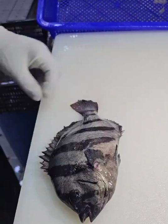 新鲜鱼做刺身:切头、片肉去鱼皮刺,切片摆盘配蔬菜酱料