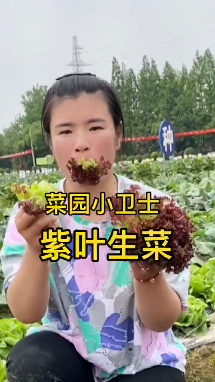 紫叶生菜,又被称为菜园小卫士