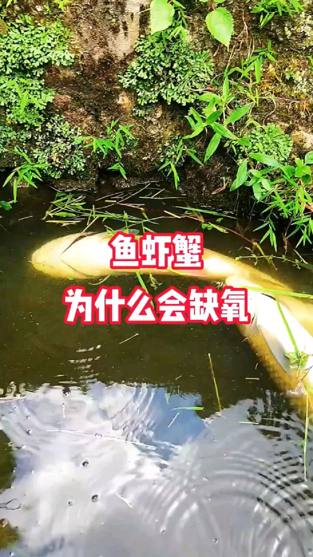鱼虾蟹为什么会缺氧