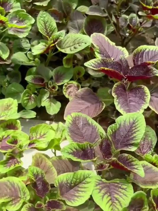 别错过这好种!红苋菜种子轻松播,见证幼苗到红菜的蜕变