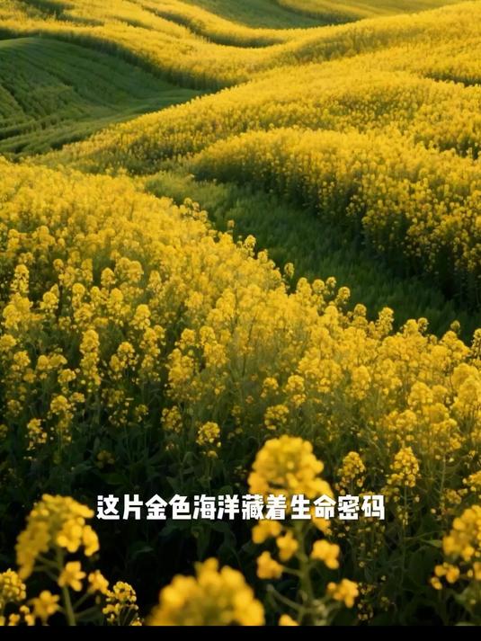 油菜花谢了会长油菜籽?榨油的原料来源