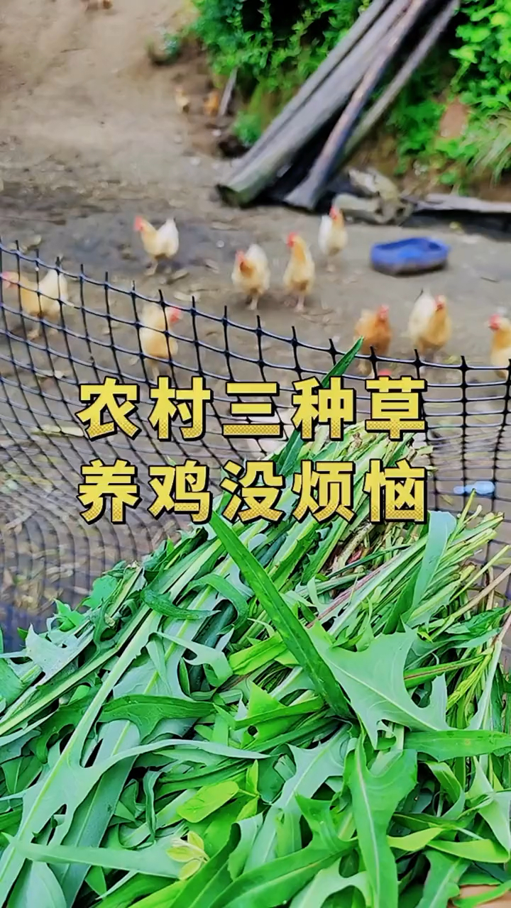 你知道这三种草是什么吗
