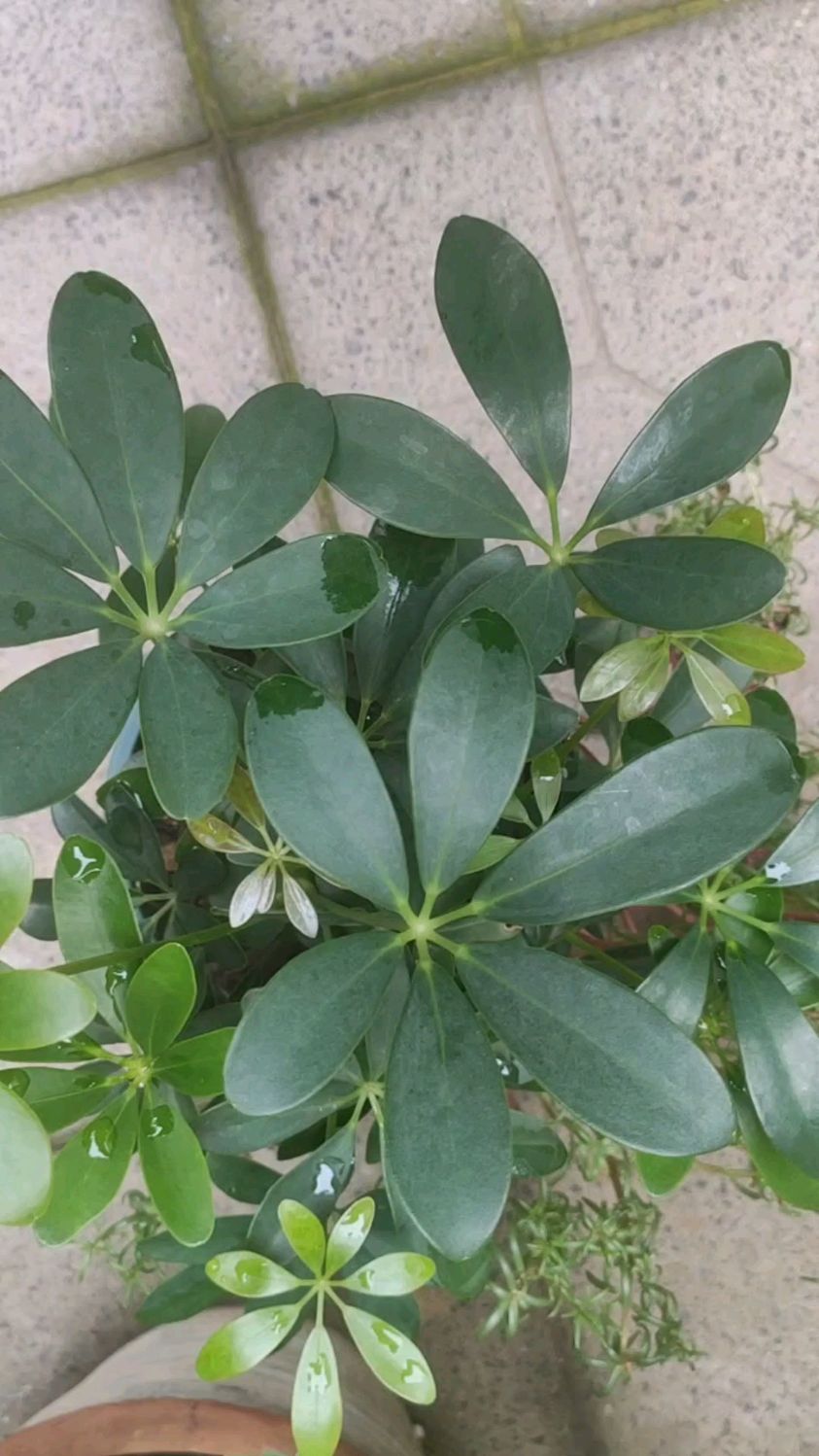 寓意“招财进宝”的鸭脚木,好养还好看,秋季如何养?