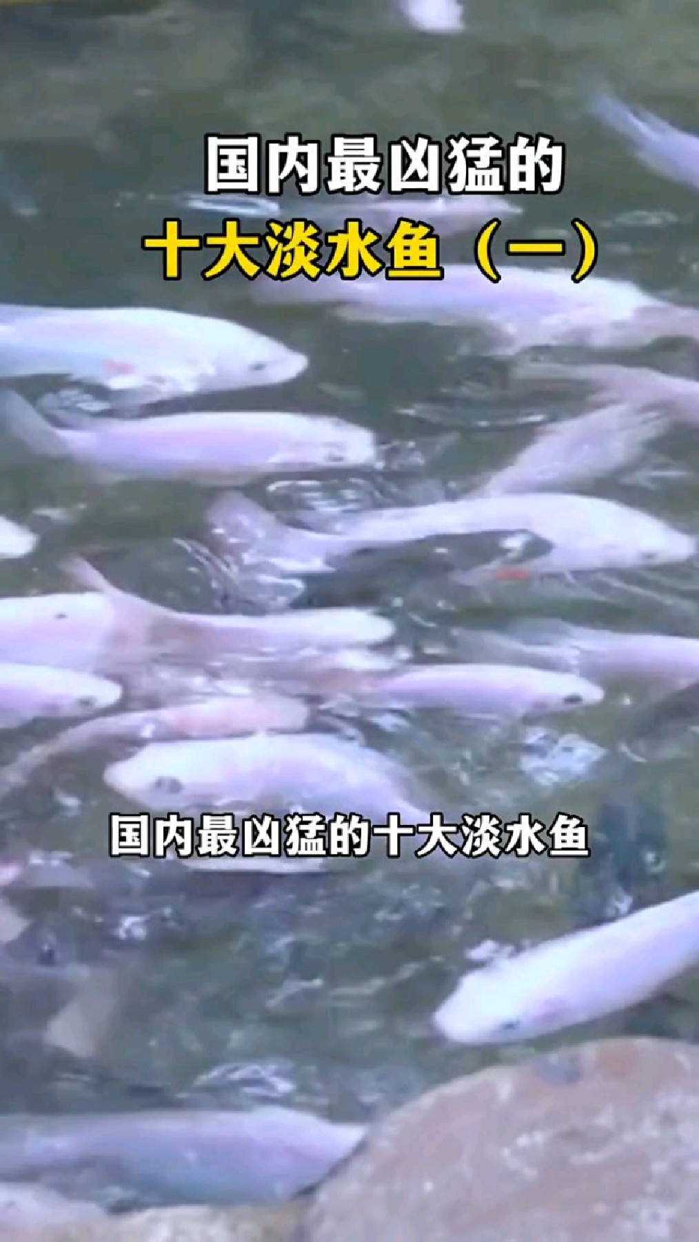 最凶猛的淡水鱼,你知道几个