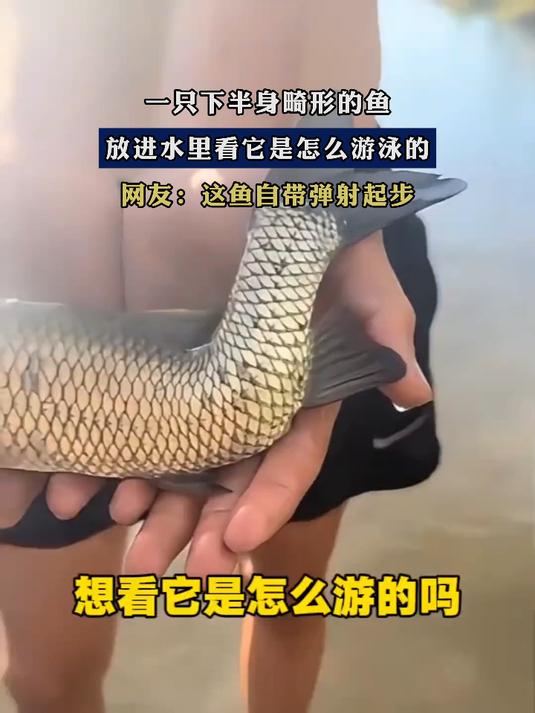 一只下半身畸形的鱼，放进水里看它是怎么游泳的