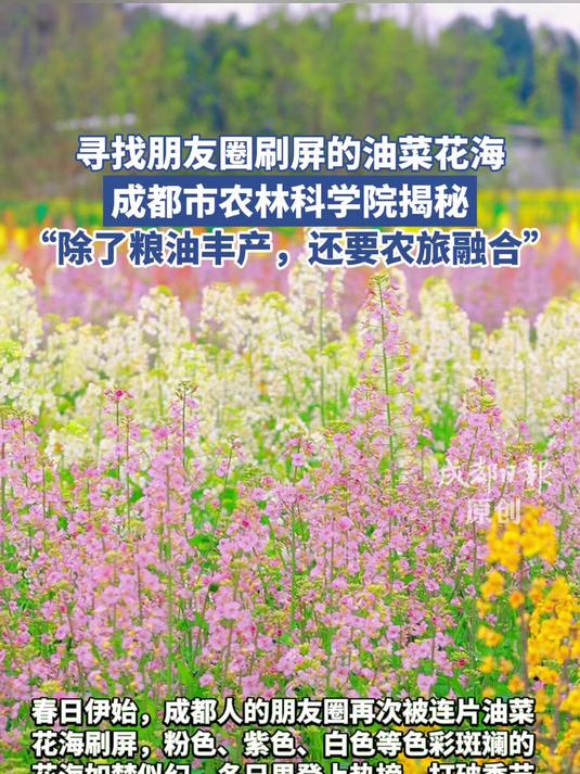 朋友圈刷屏的油菜花海皆出自这里!成都市农林科学院探秘