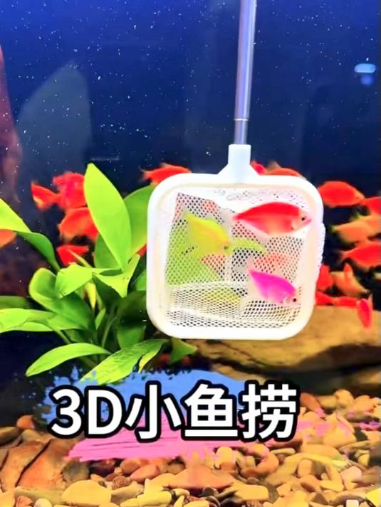 3D立体伸缩小鱼捞,捞鱼的同时还能秒变隔离盒使用,不伤鱼不跑鱼#新手养鱼##水族用品##鱼
