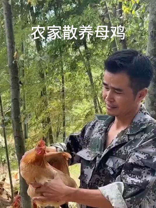 农家散养老母鸡,新鲜宰杀,肉质紧实