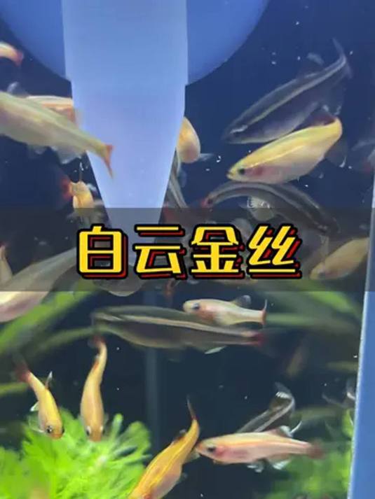 新手养鱼选白云金丝 不打氧不加温 小缸就能养
