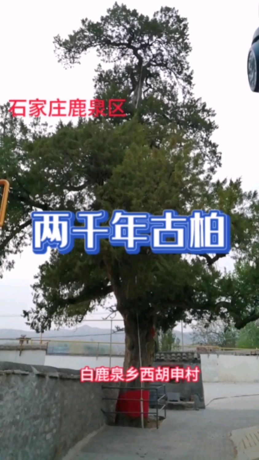 石家庄鹿泉区白鹿泉乡,两千年古柏,推荐路过的朋友去看看!导航西胡申村即可!