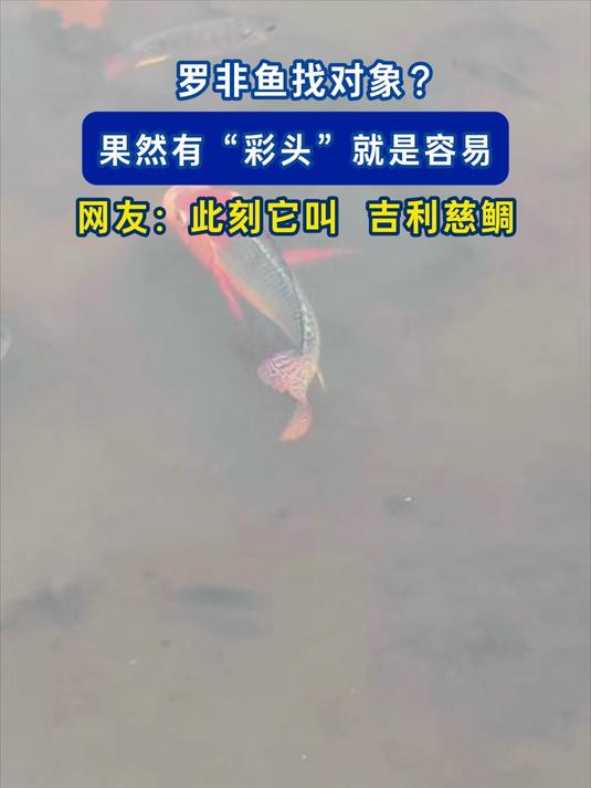 罗非鱼找对象？果然有“彩头”就是容易，网友：此刻它叫 吉利慈鲷#金榜同行时#