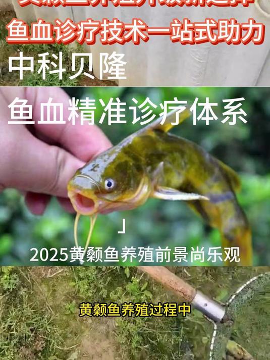 黄颡鱼养殖进入精细化时代,中科贝隆鱼血诊疗体系科学干预解难题