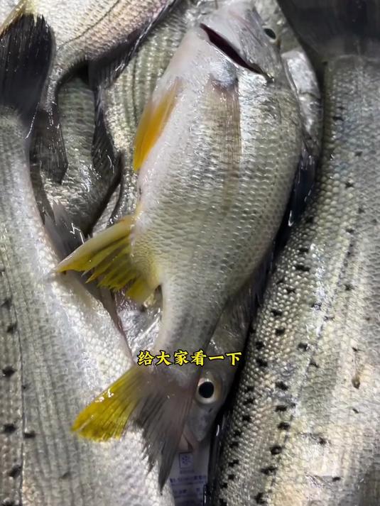 等了两个多月，渔船终于上岸了纯野生海钓鲈鱼和黄鲷