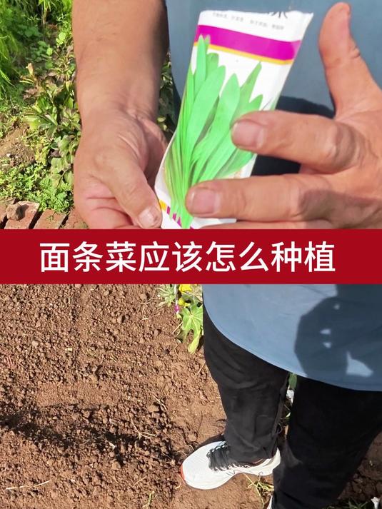 面条菜应该怎么种植 3
