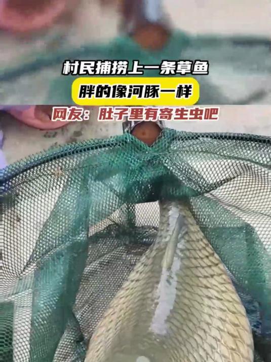 村民捕捞上一条草鱼,胖的像河豚一样,网友:肚子里有寄生虫吧