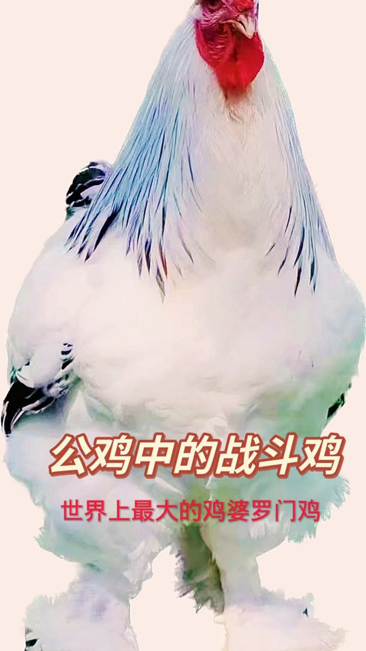 公鸡中的战斗机