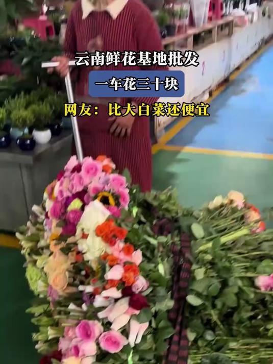云南鲜花基地批发,一车花三十块