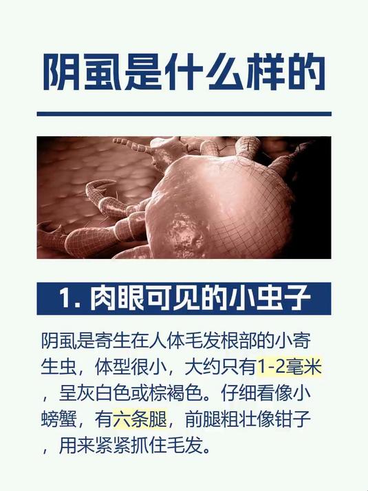 阴虱是什么样的