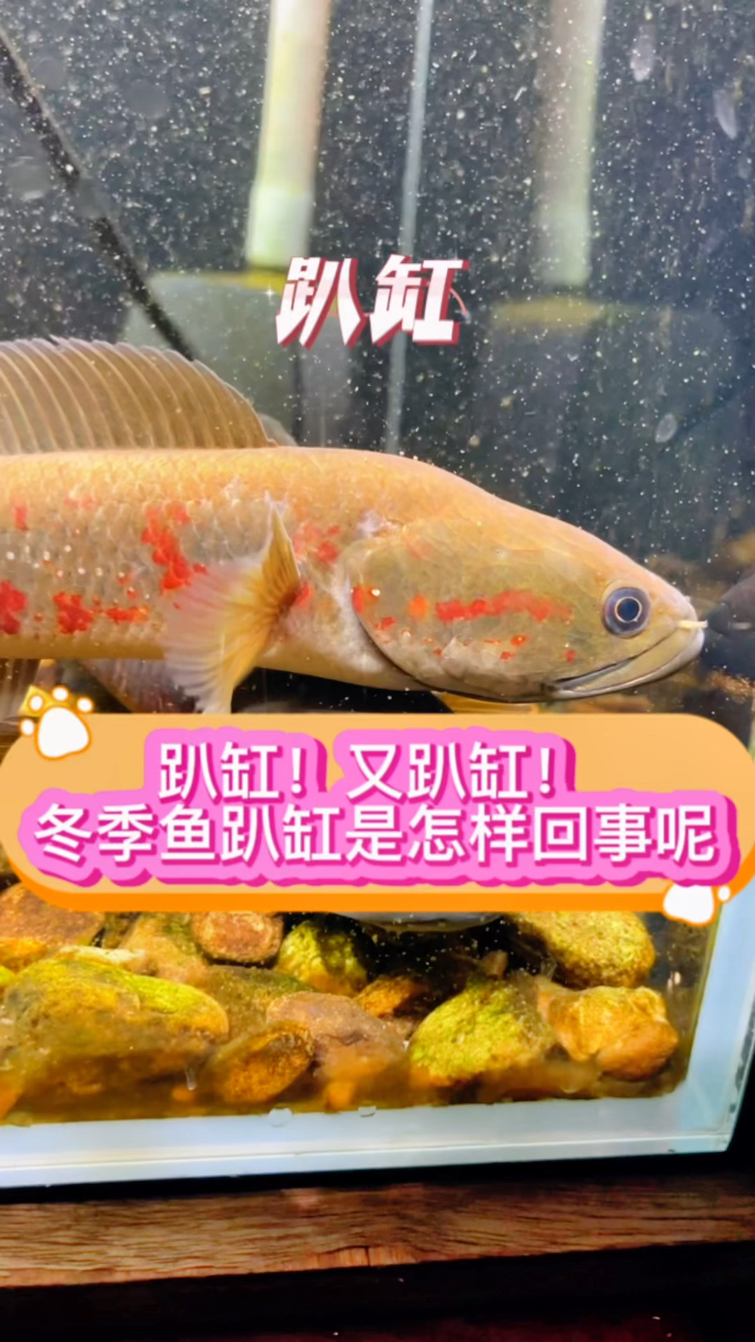 趴缸!又趴缸!你养的鱼冬季容易趴缸吗?是怎么回事呢?#养鱼日记 #观赏鱼