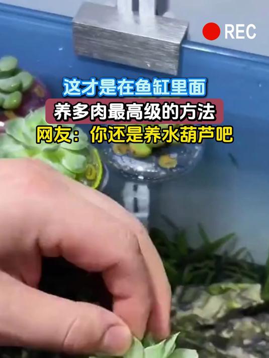这才是在鱼缸里面,养多肉最高级的方法,网友:你还是养水葫芦吧
