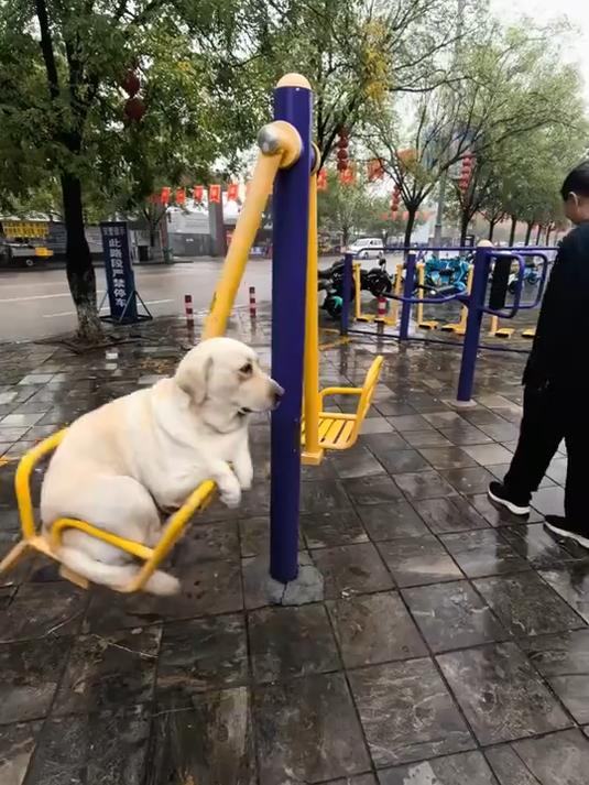 荡秋千的小狗