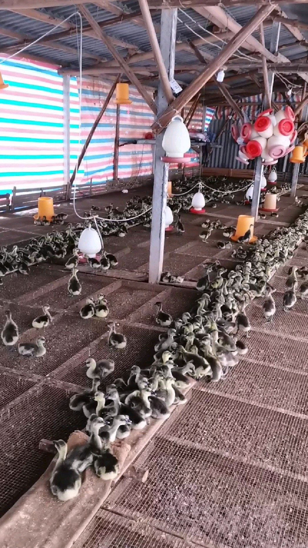 清远黑棕鹅第八天小鹅