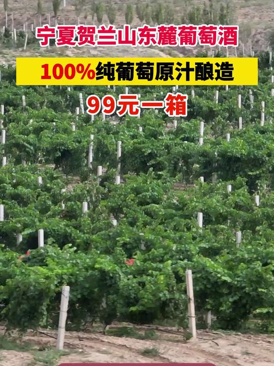 国货之光宁夏葡萄酒，100%纯葡萄精酿，一箱只要99！
