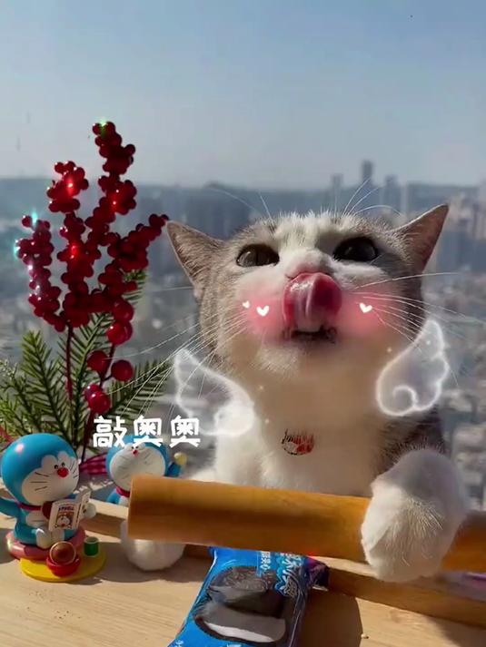 可以在家做不用烤箱的酸奶慕斯蛋糕