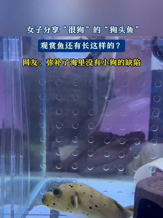 女子分享“很狗“的“狗头鱼,观赏鱼还有长这样的?