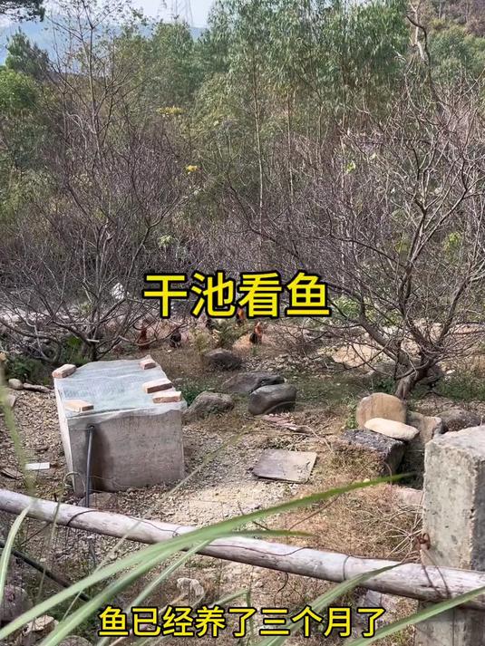 养了三个月的黑鱼到底长啥样了，今天把水放掉看看