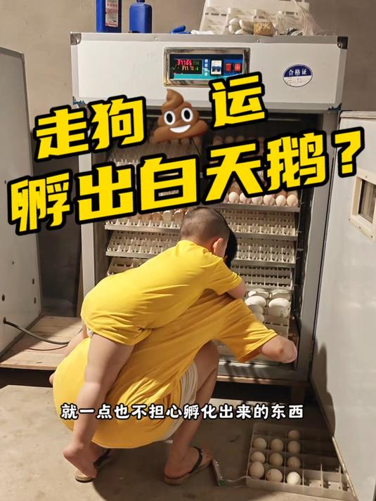 也知不知道是运气好还是被坑，买的黑天鹅蛋孵出来的是个白“天”鹅？