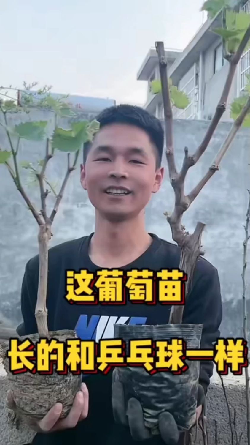 葡萄树苗,当年结果