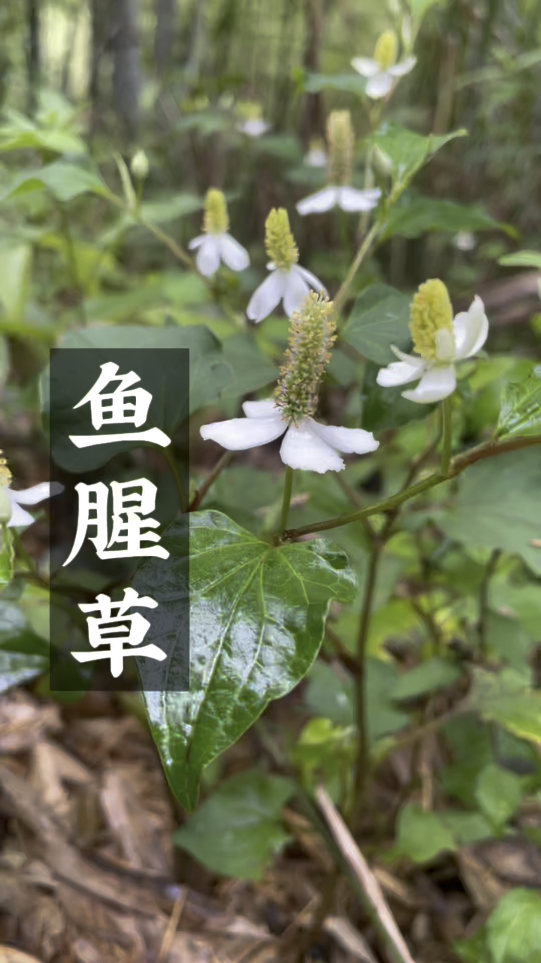 鱼腥草,也叫折耳根,这样介绍看懂了吗