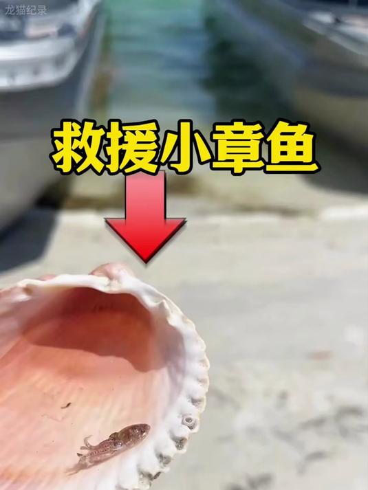 男人养了一只小章鱼，最后居然实现吃章鱼自由，简直太神奇了