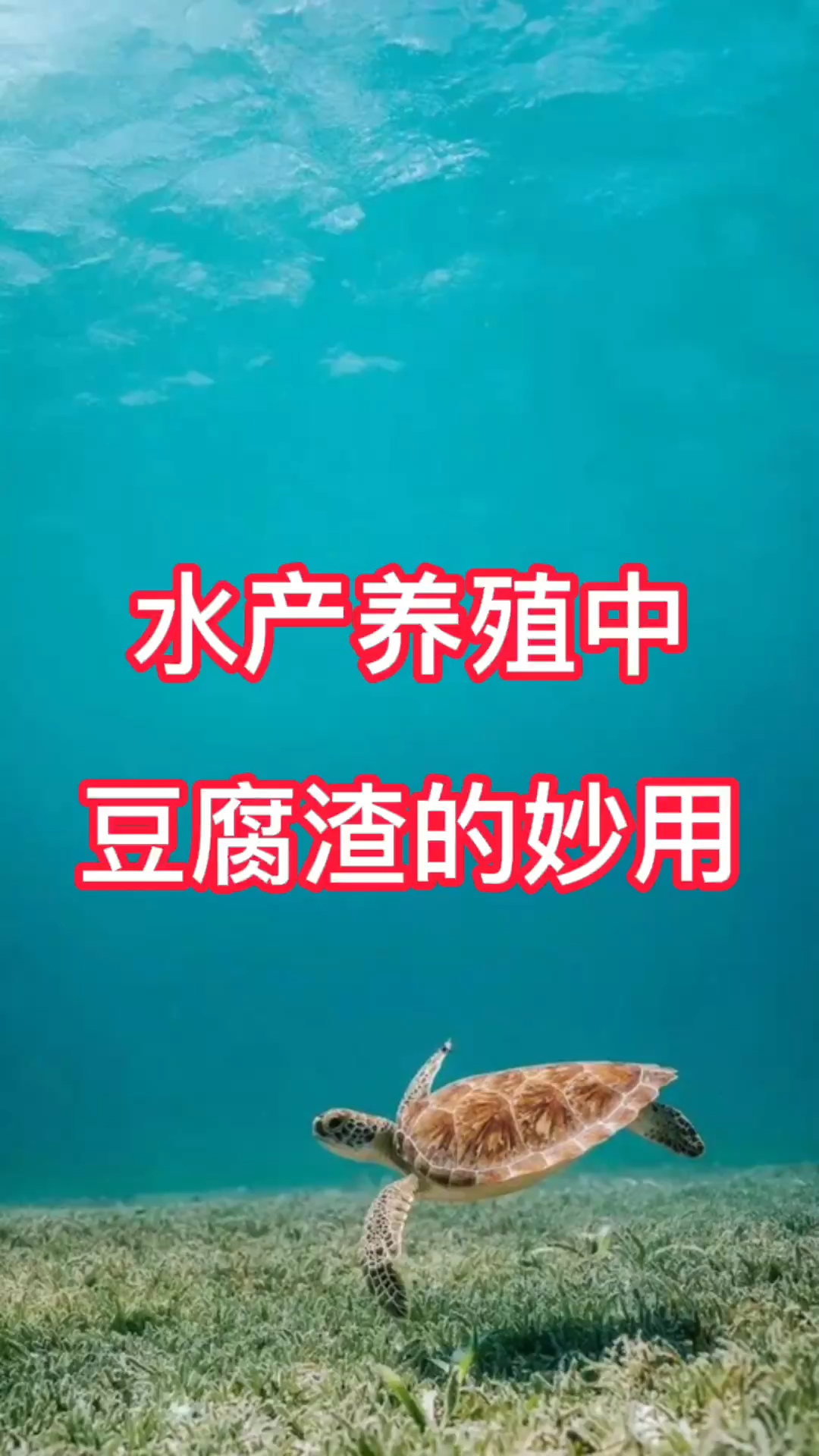 水产养殖中豆腐渣的妙用你知道吗?