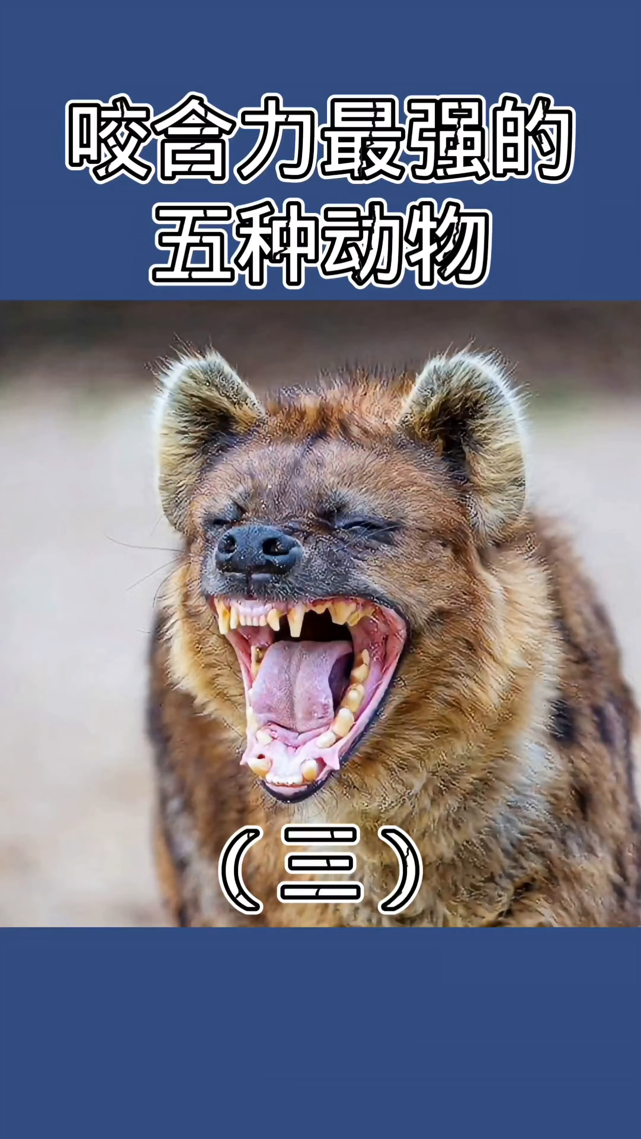 咬合力最强的五种动物