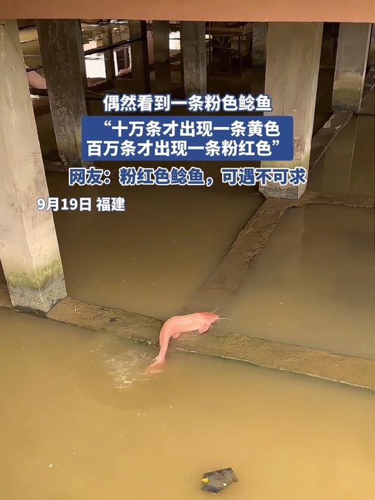 偶然看到一条粉色鲶鱼,“百万条才出现一条粉红色”