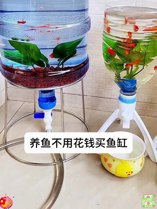 一个矿泉水瓶一个三角支架就能制作生态鱼缸，快速排污很轻松