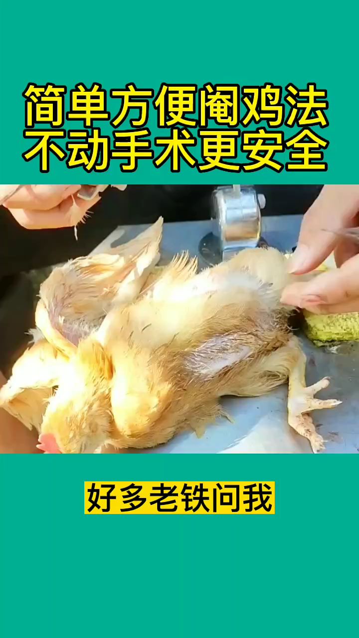 简单方便阉鸡法