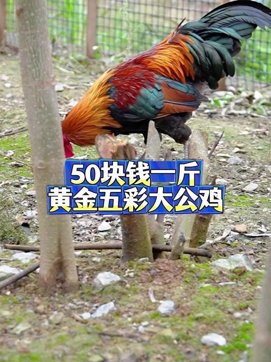 50块一斤收黄金五彩大公鸡的后续 继续收