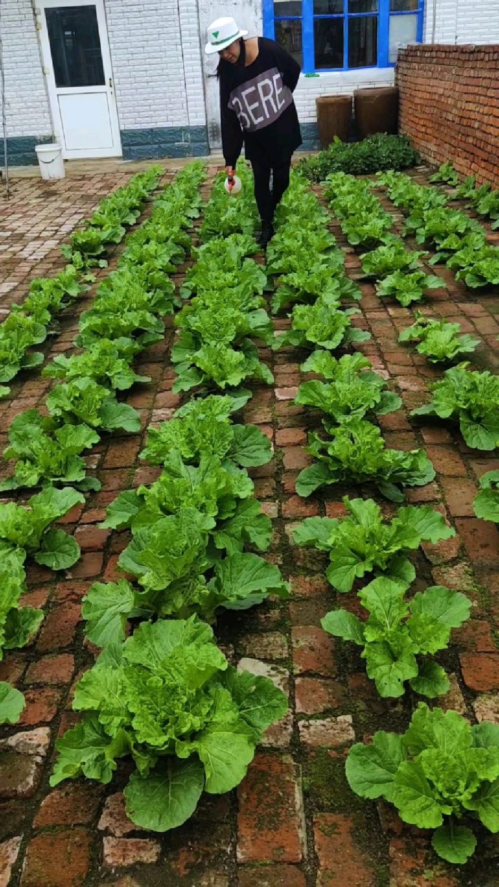 砖地种白菜,用你们的火眼金睛看看是真的吗