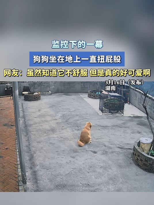 监控下的一幕,狗狗坐在地上一直扭屁股